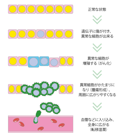 がん発生のメカニズム